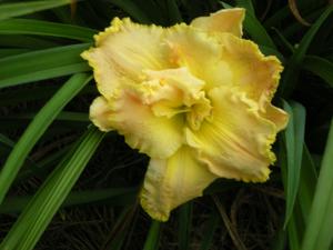 NATURE'S CROWN